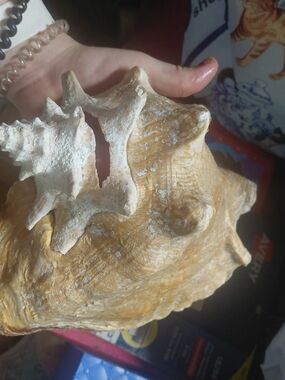 natural Queen Conch shell (Strobus gigas),